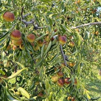 品味黃驊冬棗 脆甜多汁的果中珍品